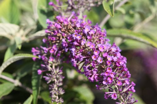 [BUPCHIP] Buddleja Proven Winners® PURPLE CHIP (PBR)