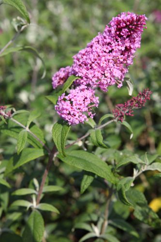 [BUDPDELI] Buddleja davidii 'Pink Delight'