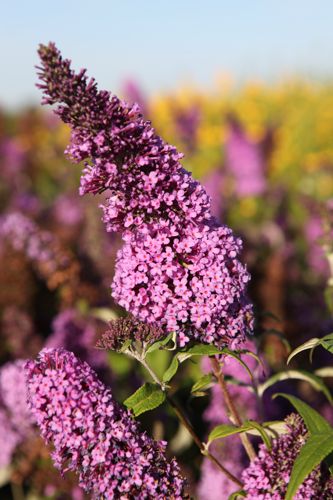 [BUDPEACO] Buddleja davidii PEACOCK (PBR)