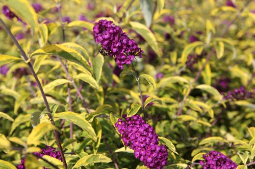 [BUDSANTA] Buddleja davidii 'Santana'