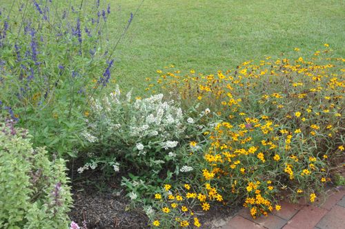 [BUWCHIP] Buddleja Proven Winners® WHITE CHIP (PBR)
