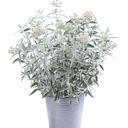 [BUSANNIV] Buddleja SILVER ANNIVERSARY (PBR)