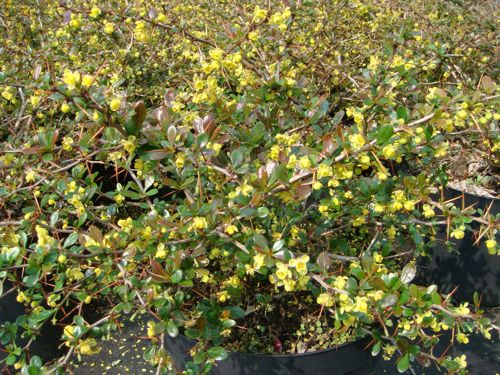 [BEMRJEWE] Berberis media 'Red Jewel'