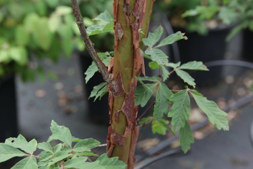 [ACGRISEU] Acer griseum