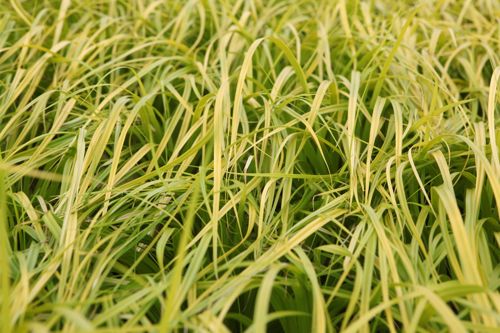 [CAOEVERI] Carex oshimensis 'Everillo' (PBR)