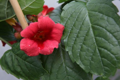 [CARSTROM] Campsis radicans 'Stromboli'