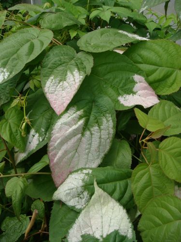 [ACKOLOMI] Actinidia kolomikta