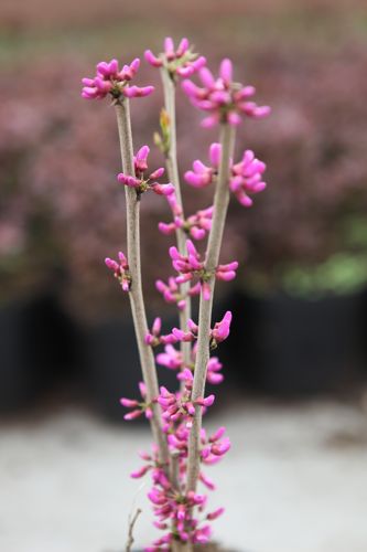 [CECAVOND] Cercis chinensis 'Avondale'