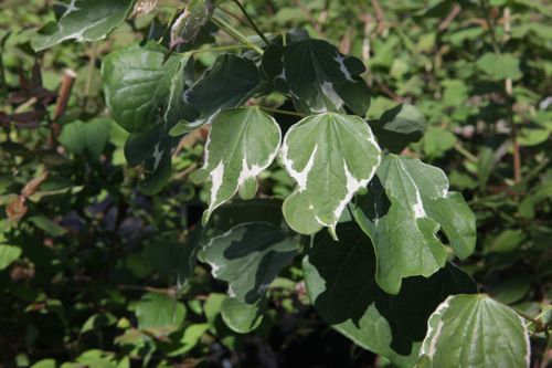 [CECSLINI] Cercis canadensis 'Silver Lining'