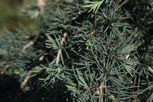 [CEDFBLUE] Cedrus deodara 'Feelin' Blue'