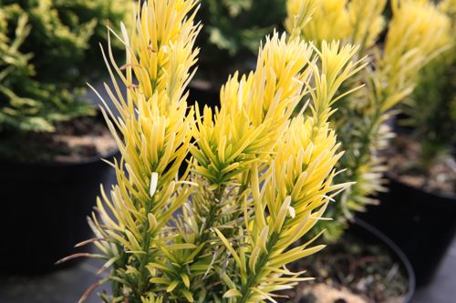 [CEHKGOLD] Cephalotaxus harringtonia 'Korean Gold'