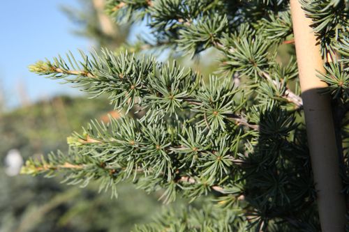 [CELFASTI] Cedrus libani 'Fastigiata'