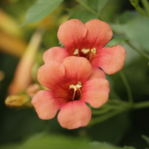 [CATGALEN] Campsis tagliabuana 'Mme Galen'