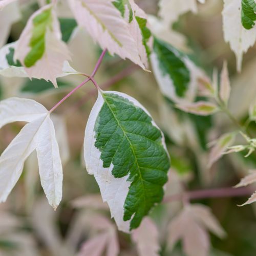 [ACNFLAMI] Acer negundo 'Flamingo'