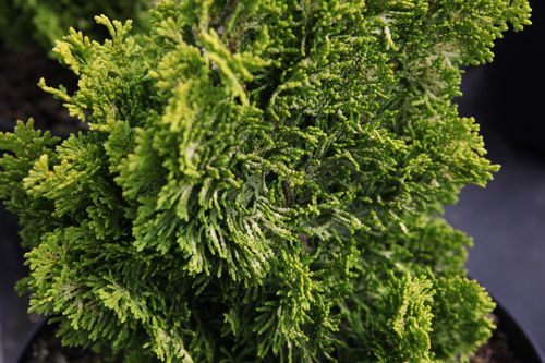 [CHOMTWIN] Chamaecyparis obtusa 'Meroki Twin'