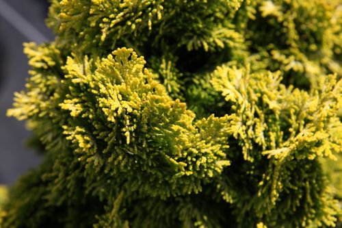 [CHONAURE] Chamaecyparis obtusa 'Nana Aurea'