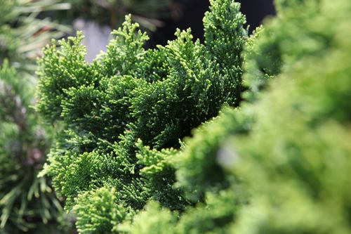 [CHONGRAC] Chamaecyparis obtusa 'Nana Gracilis'