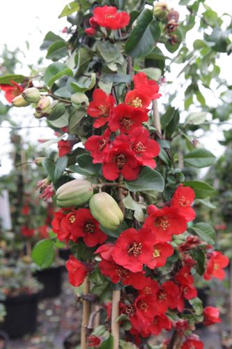 [CHSFASCI] Chaenomeles superba 'Fascination'