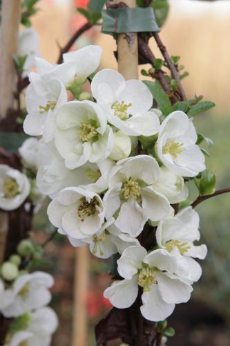 [CHSJTRAI] Chaenomeles superba 'Jet Trail'