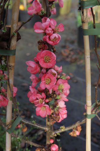 [CHSPLADY] Chaenomeles superba 'Pink Lady'