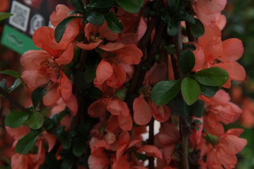 [CHSSHORI] Chaenomeles superba 'Salmon Horizon'