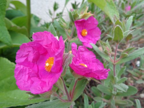 [CIPSUNSE] Cistus pulverulentus 'Sunset'
