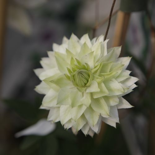 [CLFSIEBO] Clematis florida sieboldiana