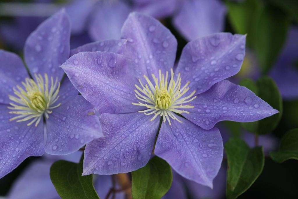 [CLFUJIMU] Clematis 'Fujimusume'
