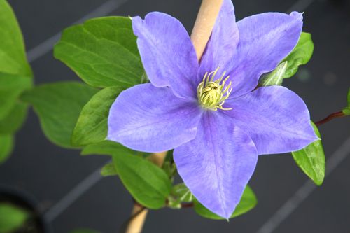 [CLFUJIMU] Clematis 'Fujimusume'