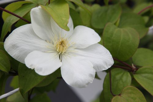 [CLGCREAM] Clematis 'Guernsey Cream'