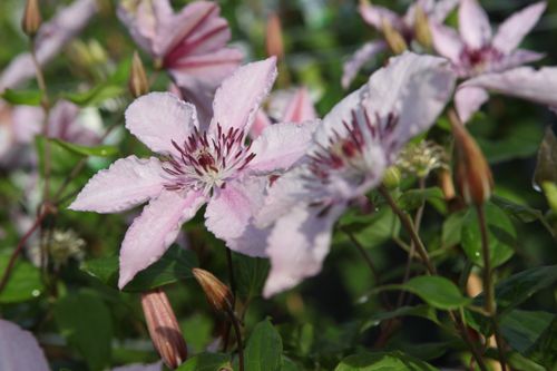 [CLHHYBRI] Clematis 'Hagley Hybrid'