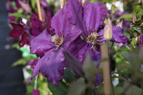 [CLHONORA] Clematis 'Honora'