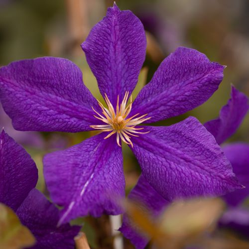 [CLJACKMA] Clematis 'Jackmanii'