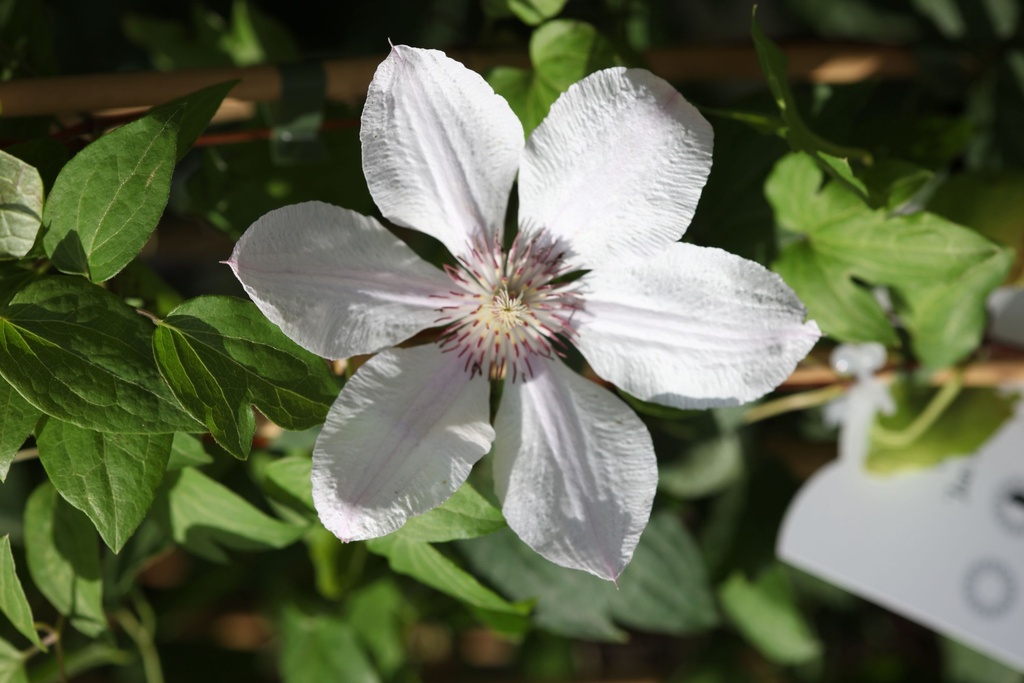 [CLJPAWEL] Clematis 'Jan Pawel II'