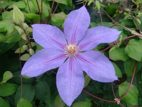 [CLLAWSON] Clematis 'Lawsoniana'