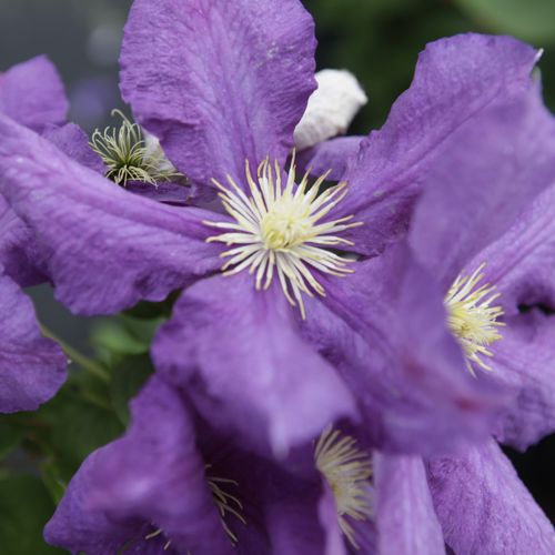 [CLLBURBA] Clematis 'Luther Burbank'