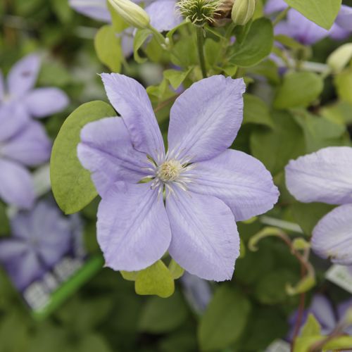 [CLMCHOLM] Clematis 'Mrs Cholmondeley'