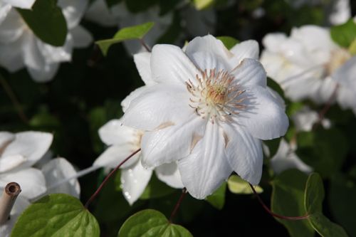 [CLMGJACK] Clematis 'Mrs George Jackman'