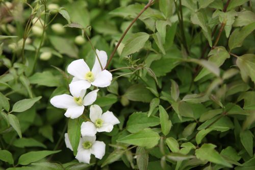 [CLMGRAND] Clematis montana 'Grandiflora'