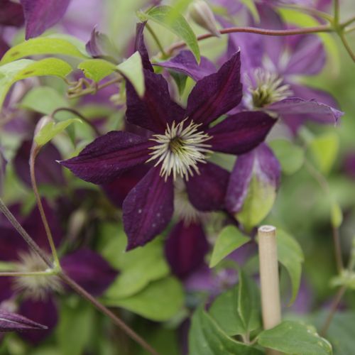 [CLMIKELI] Clematis 'Mikelite'