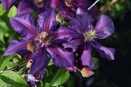 [CLMNTHOM] Clematis 'Mrs N. Thompson'