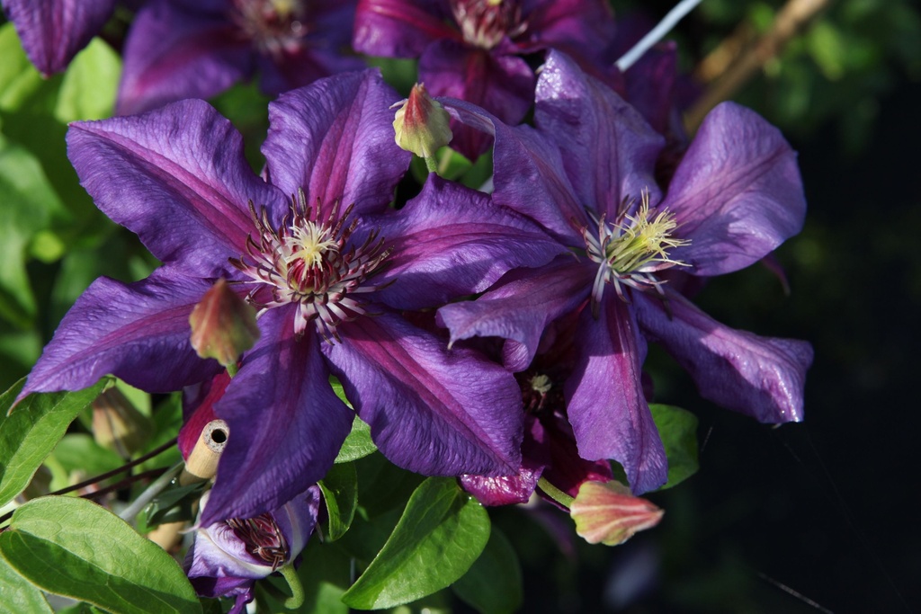 [CLMNTHOM] Clematis 'Mrs N. Thompson'