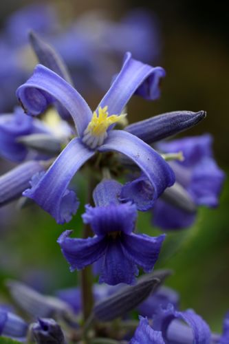 [CLNLOVE] Clematis heracleifolia 'New Love' (PBR)