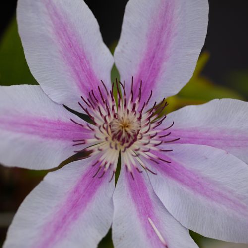 [CLNMOSER] Clematis 'Nelly Moser'