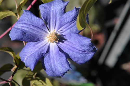 [CLPAZUR] Clematis 'Perle d'Azur'