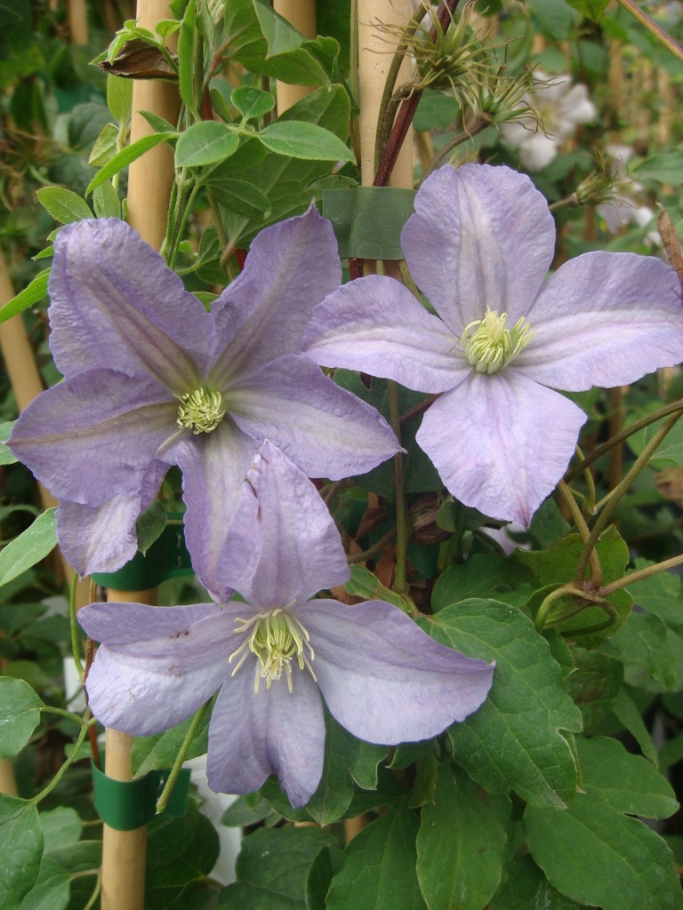 [CLPCHARL] Clematis 'Prince Charles'