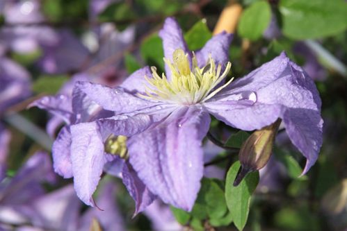 [CLPCHARL] Clematis 'Prince Charles'