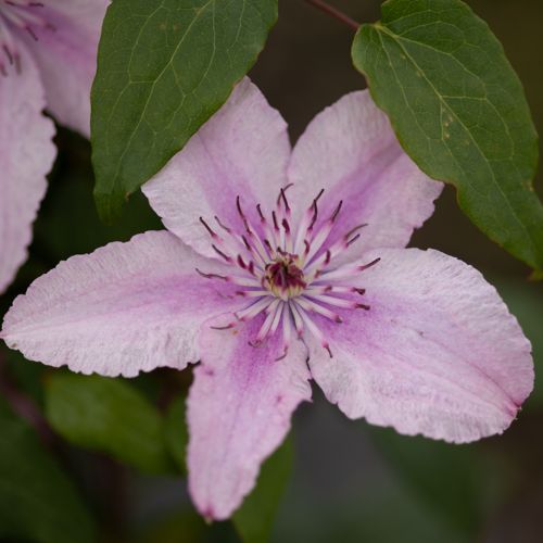 [CLPFANTA] Clematis 'Pink Fantasy'