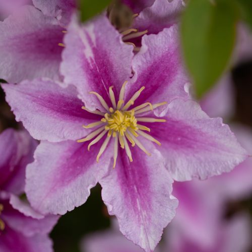[CLPIILU] Clematis 'Piilu'