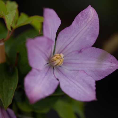 [CLPROTEU] Clematis 'Proteus'